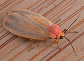 Painted Lichen Moth